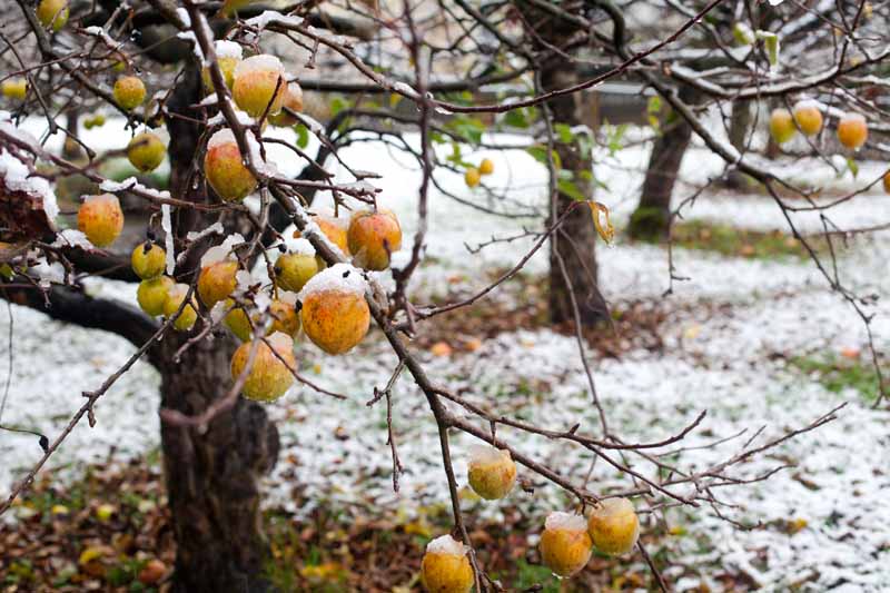 Un primer plano de manzanas sin cosechar en un árbol cubierto de una ligera capa de nieve que se muestra en un fondo de enfoque suave.