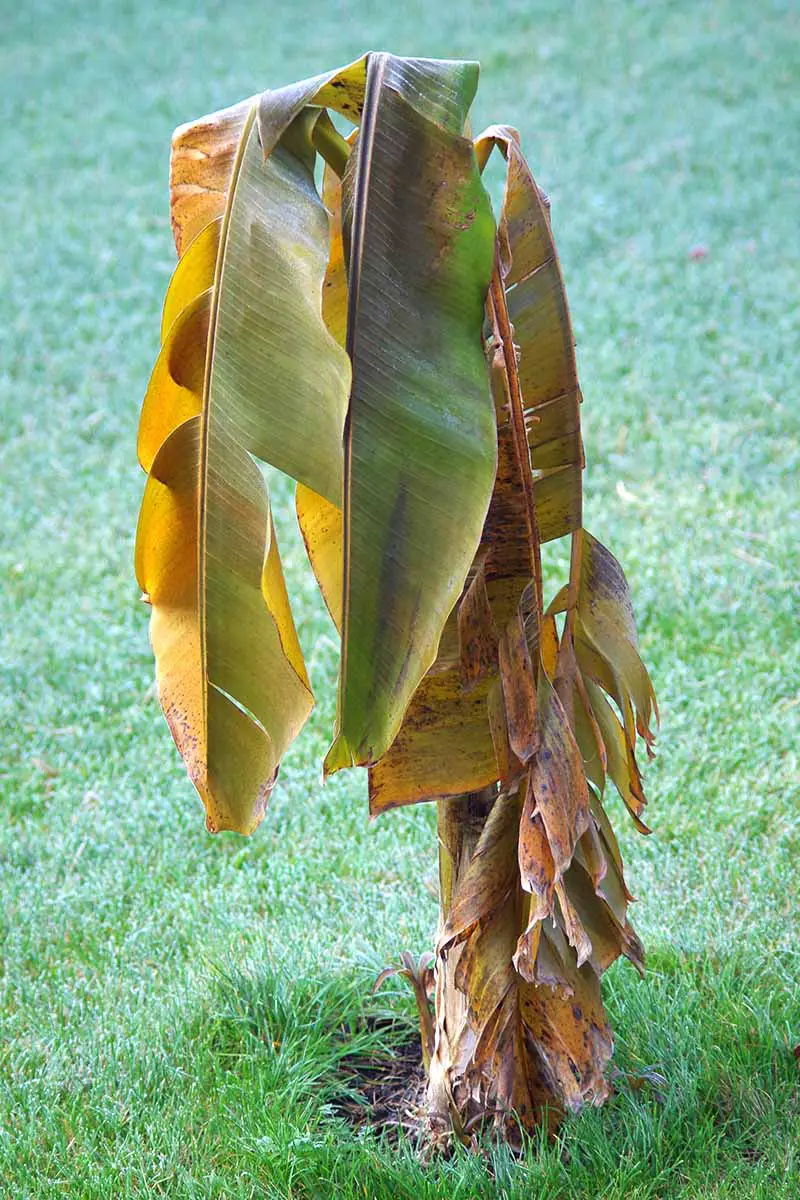 Una imagen vertical de un pequeño plátano con hojas marrones y moribundas que crecen en el jardín rodeado de césped verde.