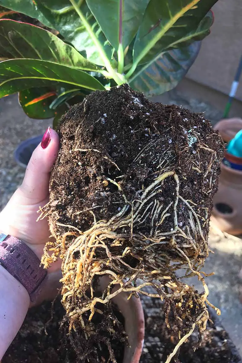 Una imagen vertical de primer plano de una mano desde la izquierda del marco que sostiene una planta en maceta que se ha enredado en la raíz.