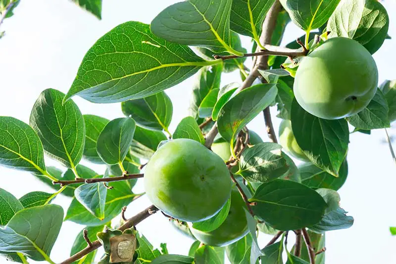 Una imagen horizontal de primer plano de la fruta inmadura de Diospyros virginiana que crece en las ramas, representada a la luz del sol.