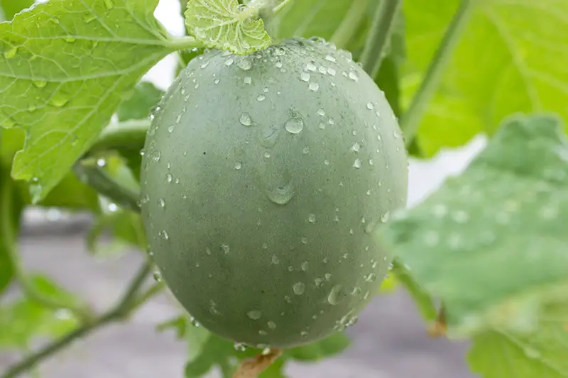 Un primer plano de un melón cantalupo inmaduro que crece en la vid, cubierto de gotas de agua con follaje en un enfoque suave en el fondo.