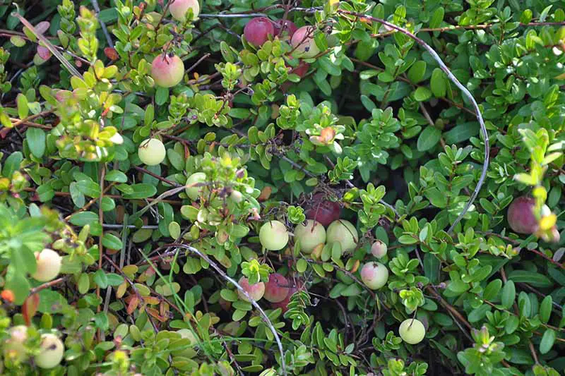 Una imagen horizontal de primer plano de arándanos verdes claros e inmaduros que crecen en el jardín fotografiado con luz solar filtrada.