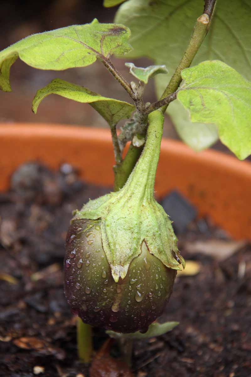 Una imagen vertical de cierre de una planta de Solanum melongena que crece en un recipiente con una fruta inmadura representada en un fondo de enfoque suave.