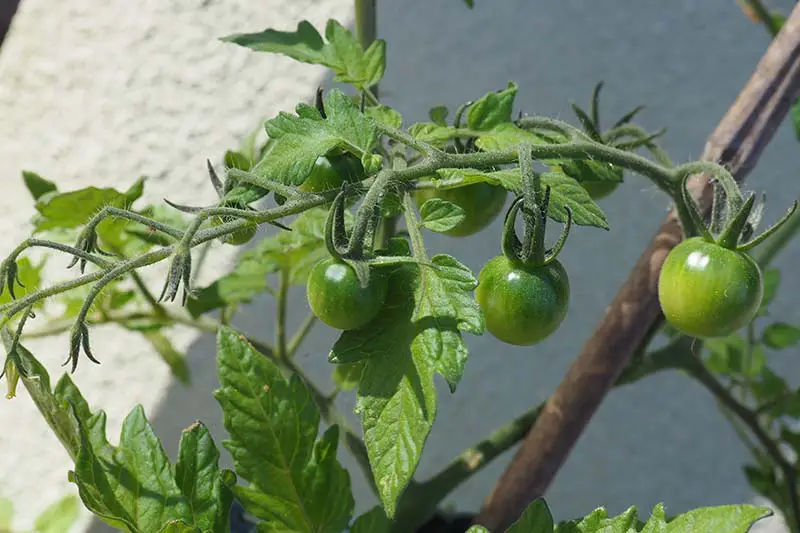 Un primer plano de tomates verdes sin madurar que crecen en la vid, fotografiados a la luz del sol con una pared blanca en el fondo.