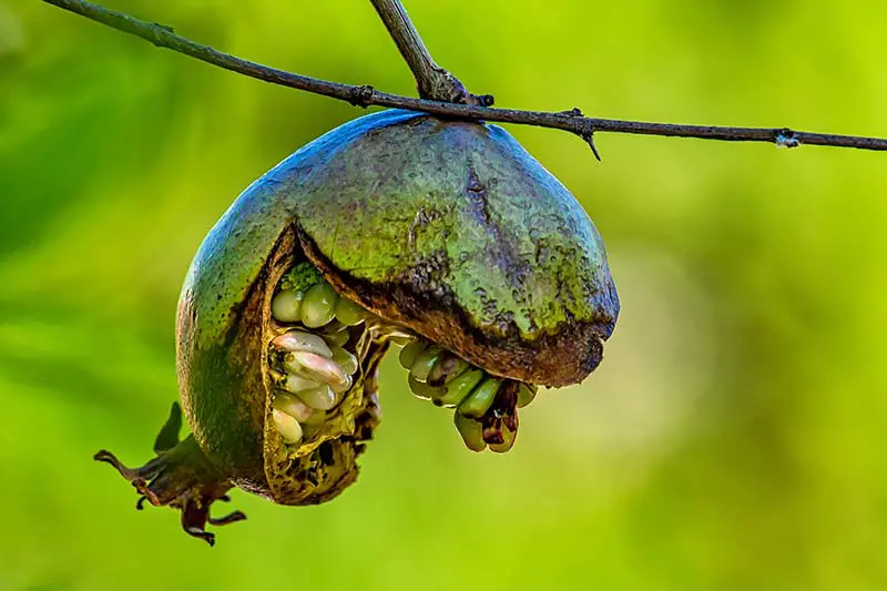 Una imagen horizontal de primer plano de una Punica granatum inmadura que crece en el jardín y que se ha abierto antes de que tenga la oportunidad de madurar.