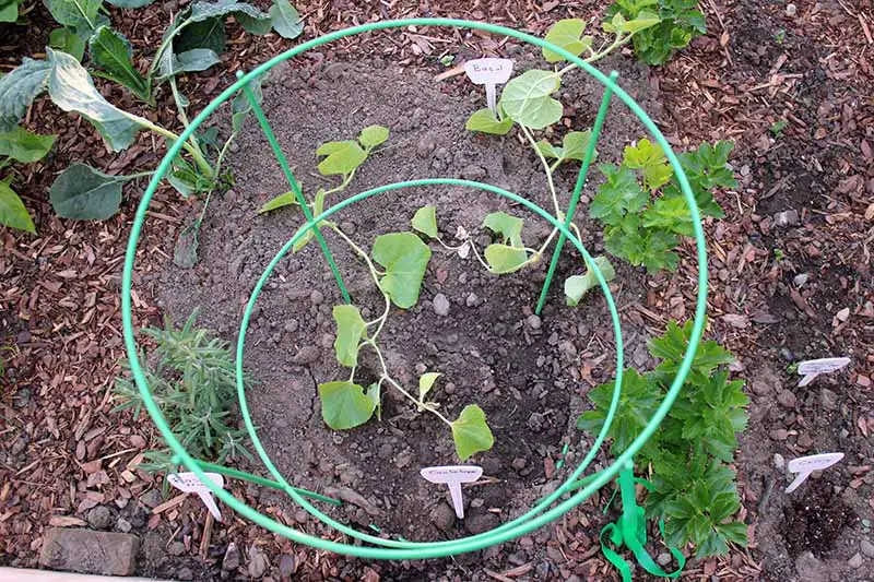 Una imagen de arriba hacia abajo de una pequeña plántula plantada en un jardín elevado, con una jaula de metal verde que la rodea.  En el fondo está el suelo y el mantillo en un enfoque suave.