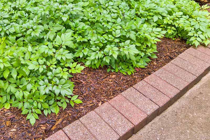 Imagen horizontal de un borde de ladrillo entre una acera de cemento y una cama de jardín con mantillo, plantada con follaje verde.