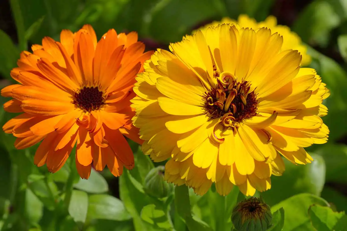 Una imagen horizontal de primer plano de las flores de caléndula (marigold) que crecen en el jardín representadas bajo el sol brillante sobre un fondo de enfoque suave.