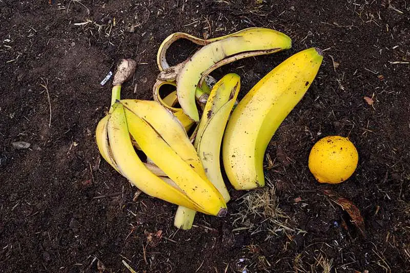 Una imagen horizontal de primer plano de pieles de plátano colocadas en una pila de compost.