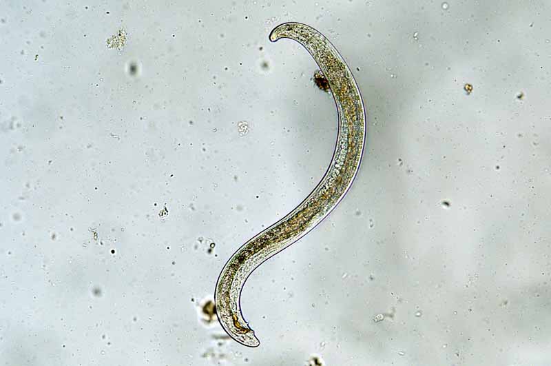 Una imagen horizontal de primer plano de un nematodo beneficioso microscópico basado en el suelo.