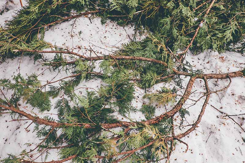 Una imagen horizontal de primer plano de las ramas de los árboles de Navidad que se utilizan como protección invernal en la parte superior de la nieve.