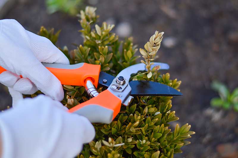 Una imagen horizontal de cerca de una mano enguantada usando tijeras de derivación para cortar los tallos de un arbusto leñoso.