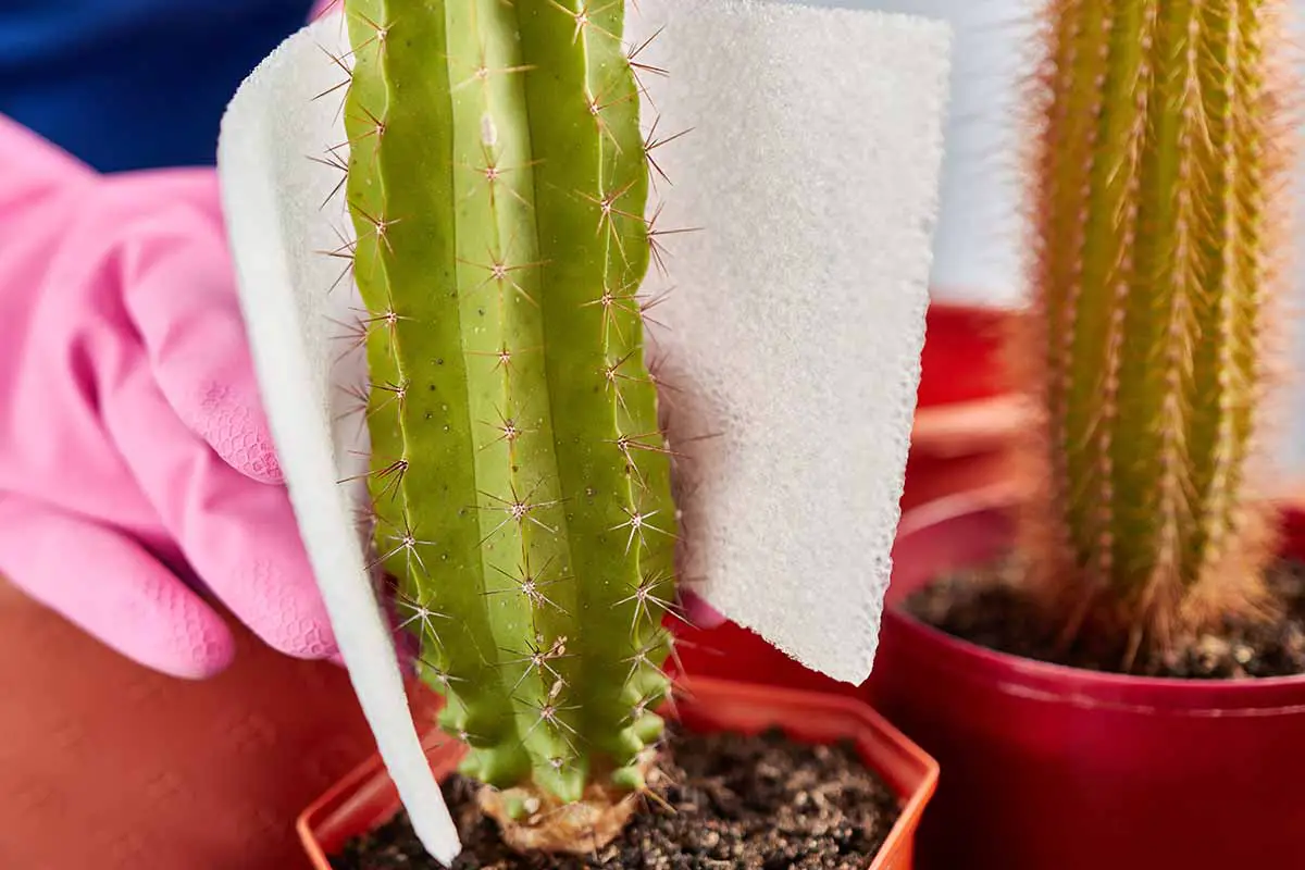 Una imagen horizontal de cerca de una mano enguantada usando un trozo de espuma para manejar una planta de cactus espinosa.