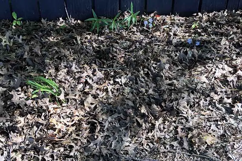 Un primer plano de un borde de flores con hojas esparcidas por el área, para evitar malezas y enriquecer el suelo.