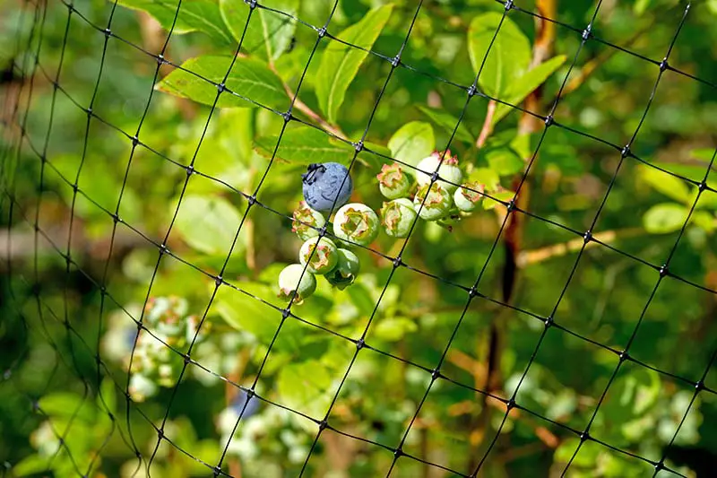 Una imagen horizontal de primer plano de una red colocada sobre arbustos fotografiados bajo un sol radiante.