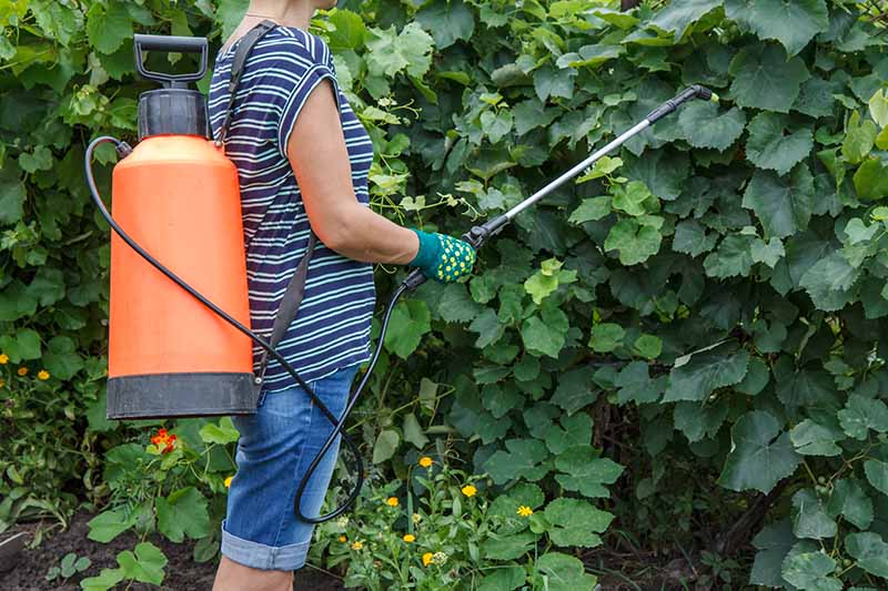 Un primer plano del torso de una mujer que lleva un rociador de jardín de mochila naranja y aplica fertilizante de té de consuelda a los arbustos en el jardín.