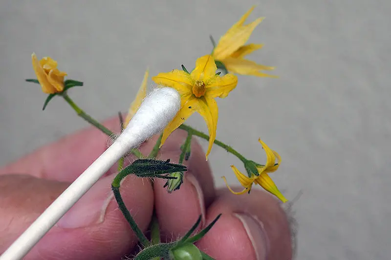 Un primer plano de una mano que sostiene una pequeña flor amarilla y usa un hisopo de algodón para mover el polen del estambre al estigma, representado sobre un fondo blanco.