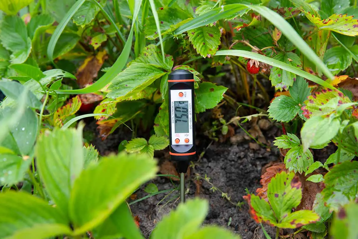 Una imagen horizontal de un termómetro digital que mide la temperatura del suelo en un huerto.