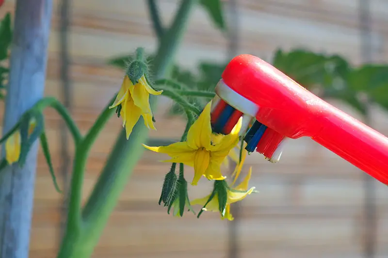 Una imagen horizontal de primer plano de un cepillo de dientes rojo desde la derecha del marco tocando una pequeña flor amarilla, fotografiada bajo un sol brillante sobre un fondo de enfoque suave.