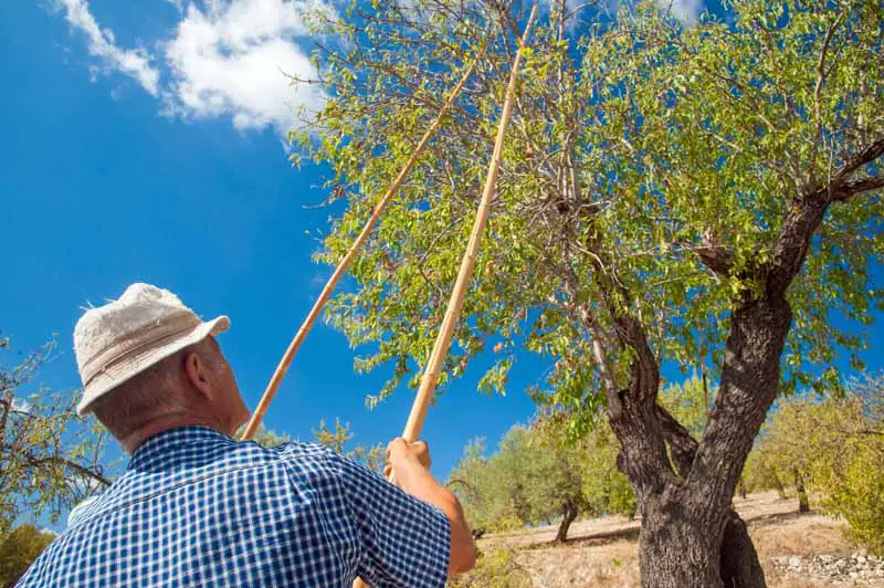 Un agricultor usa dos cañas de bambú para sacudir las ramas de un almendro y derribar las drupas.