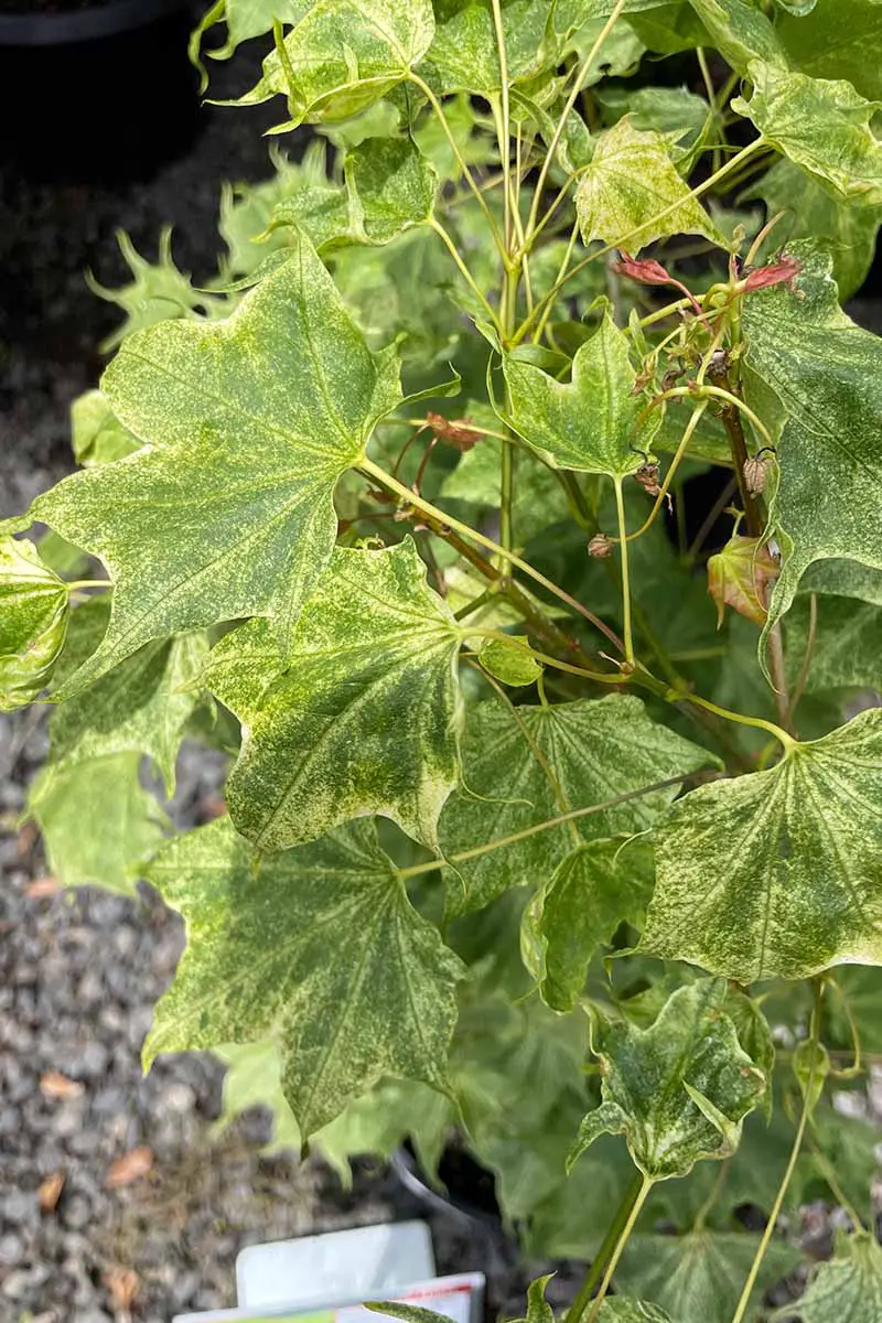 Una imagen vertical de primer plano del gran follaje verde de Acer 'Usugumo' que crece en una maceta de plástico negra al aire libre.