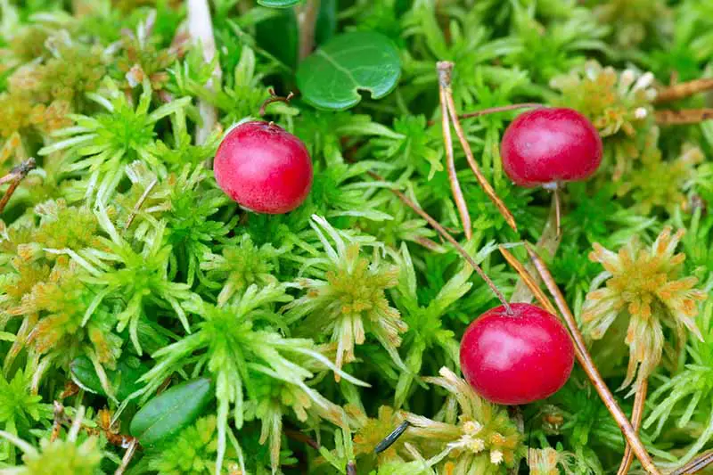 Una imagen horizontal de primer plano de Vaccinium oxycoccos que crece en el jardín con bayas rojas brillantes rodeadas de follaje verde.