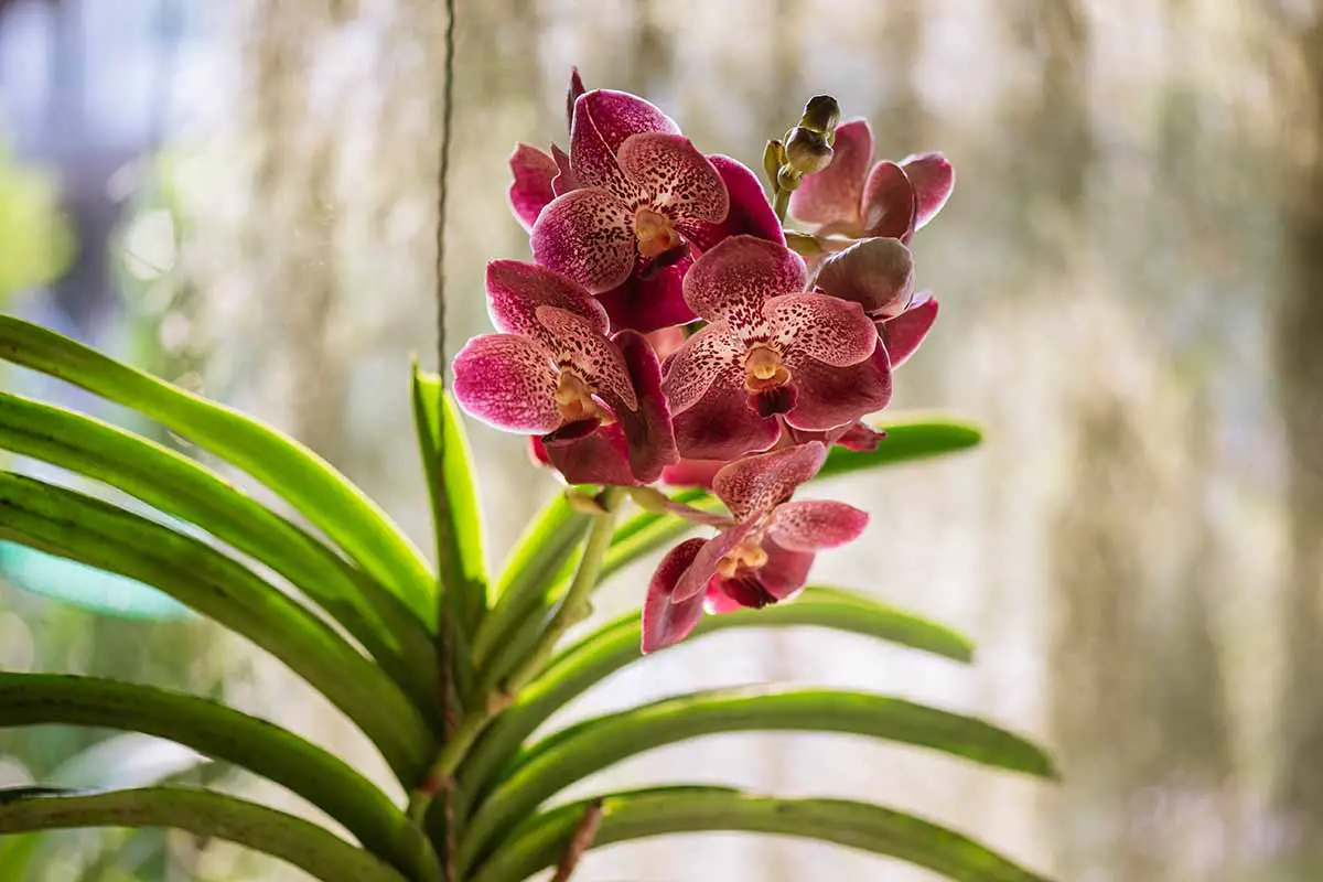 Una imagen horizontal de primer plano de las orquídeas Vanda que crecen en interiores a la luz del sol en un fondo de enfoque suave.