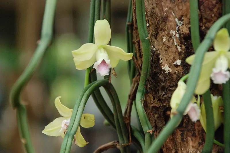 Una imagen horizontal de primer plano de Vanilla planifolia que crece en un árbol con flores de color verde claro en un fondo de enfoque suave.