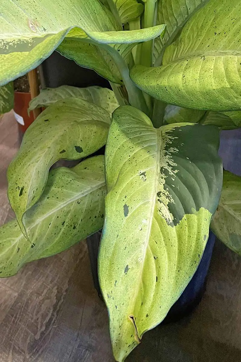 Una imagen vertical de cerca del atractivo follaje de una planta de caña tonta que crece en el interior, representada en un fondo de enfoque suave.