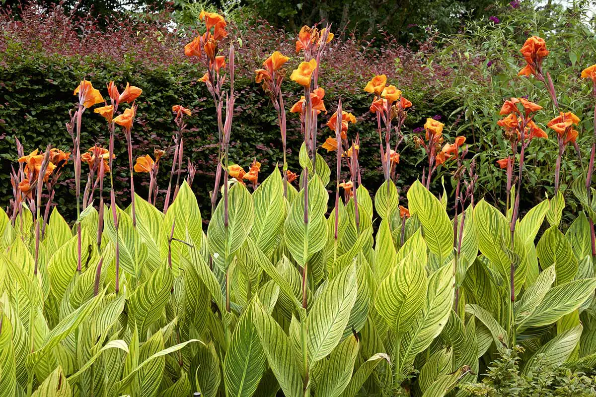 Una imagen horizontal de lirios canna variados con flores naranjas que crecen en un borde perenne en el jardín.