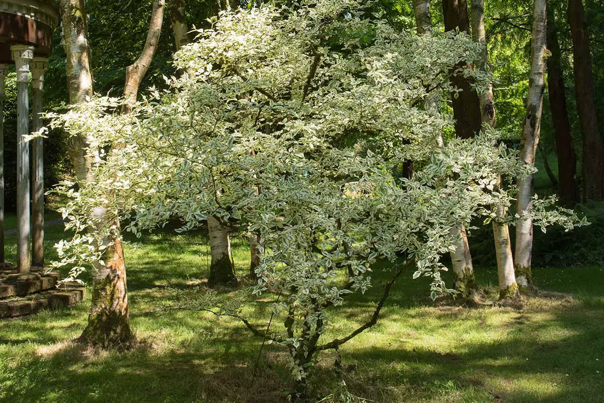 Una imagen horizontal del follaje de un cerezo de cornalina abigarrado que crece en un parque.