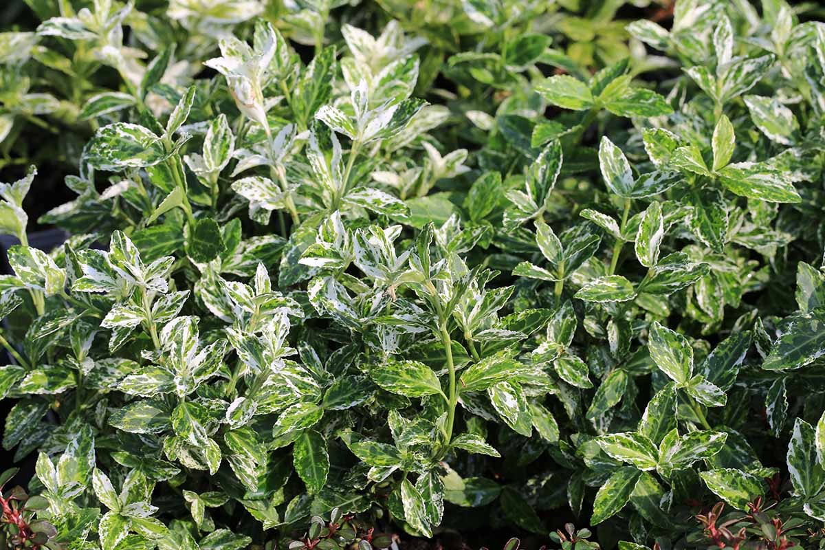 Una imagen horizontal del follaje abigarrado blanco y verde que crece al aire libre.