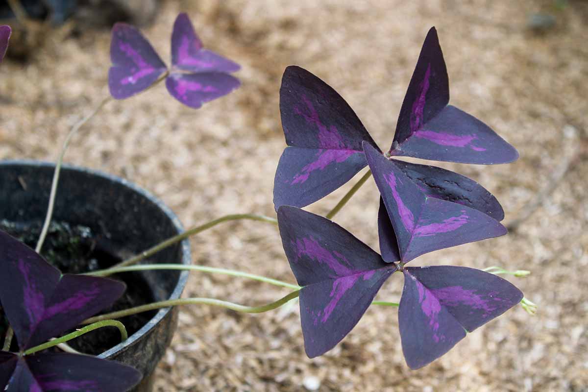 Una imagen horizontal de primer plano de oxalis púrpura abigarrado que crece en una olla al aire libre.