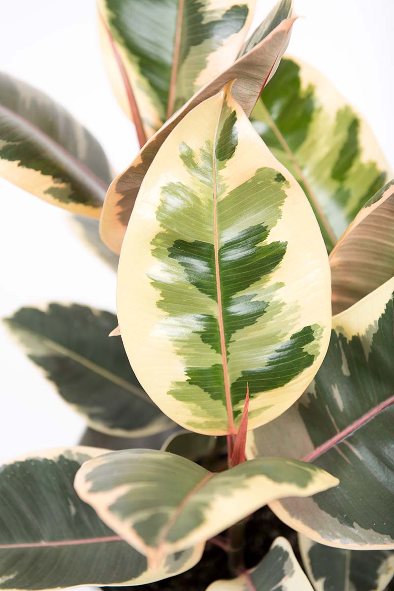 Una imagen vertical de primer plano del follaje de un Ficus elastica 'Doescheri' variegado sobre un fondo blanco.