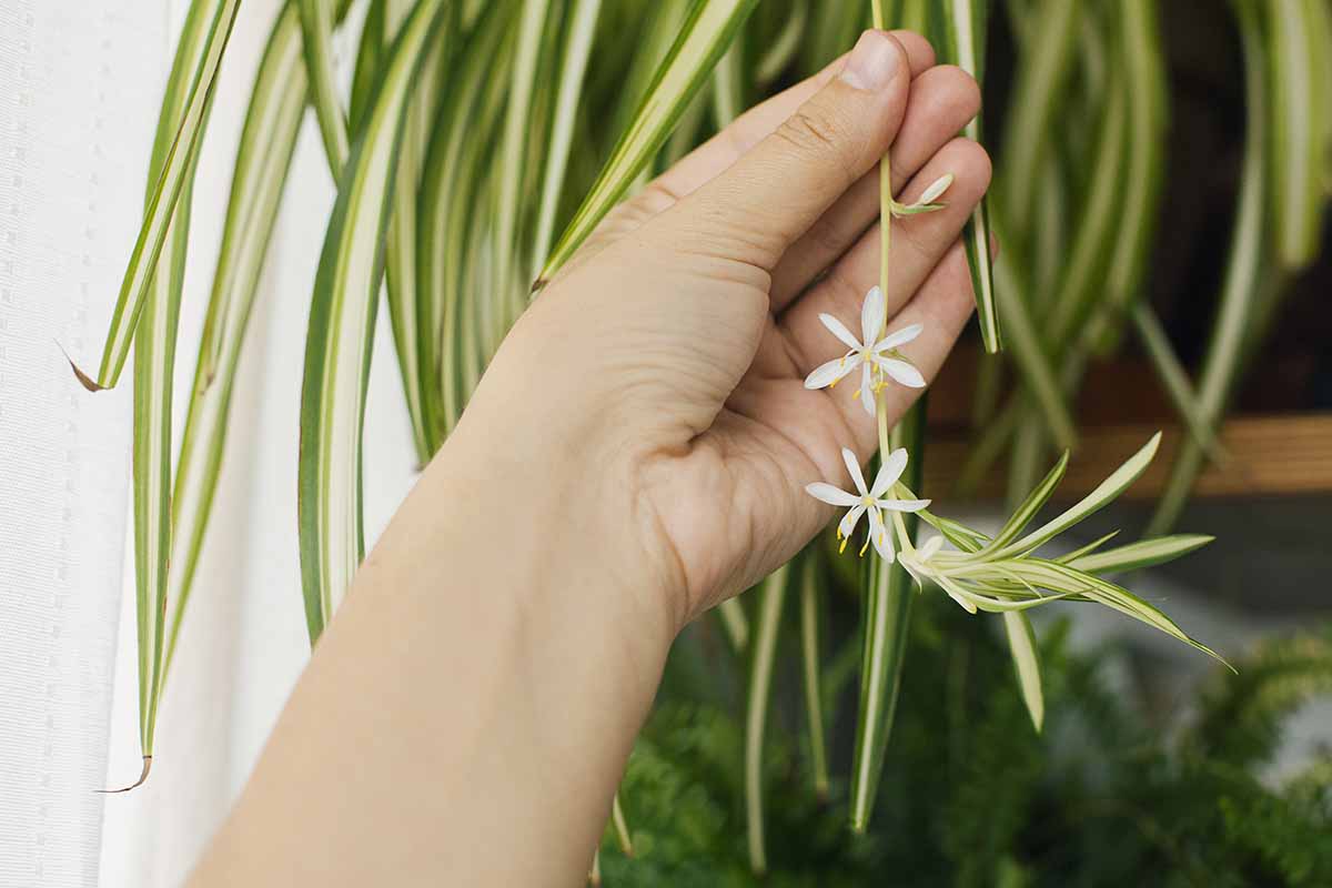 Una imagen horizontal de primer plano de una mano desde la parte inferior del marco que sostiene un estolón de Chlorophytum comosum con una araña y dos pequeñas flores blancas en el extremo.
