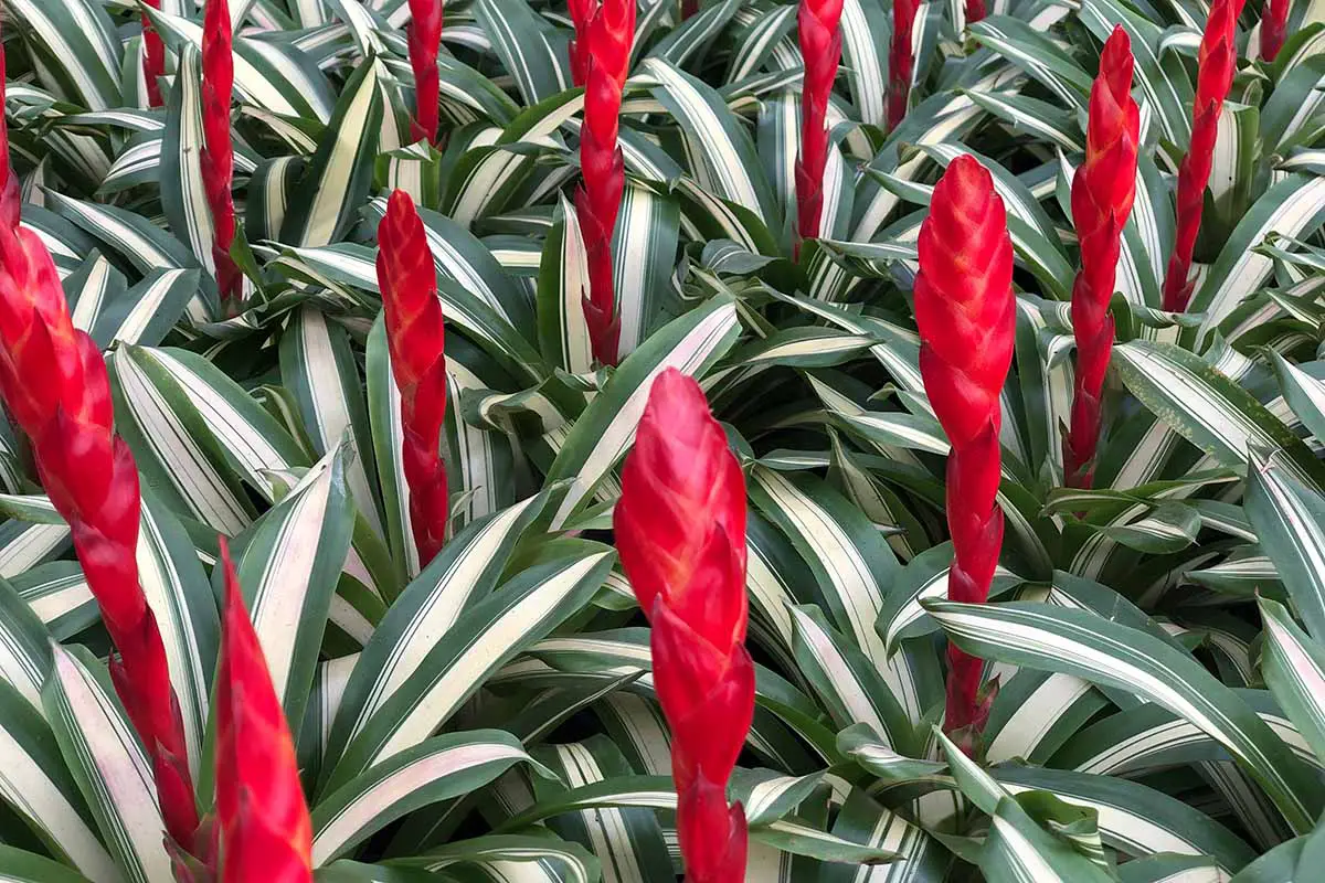 Una imagen horizontal de primer plano de plantas de Vriesia variegadas con tallos de flores de color rojo brillante.