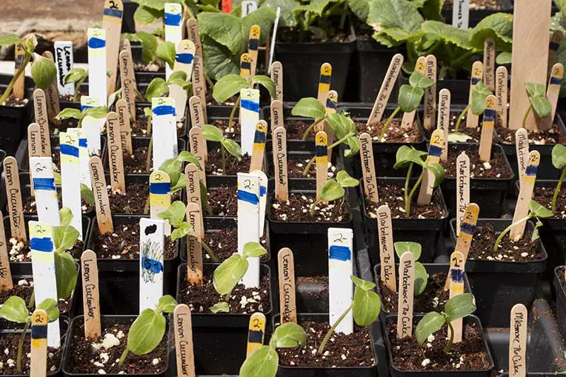 Un primer plano de una variedad de plantas jóvenes en macetas de plástico negro etiquetadas con marcadores de plantas para la venta en un mercado de agricultores.