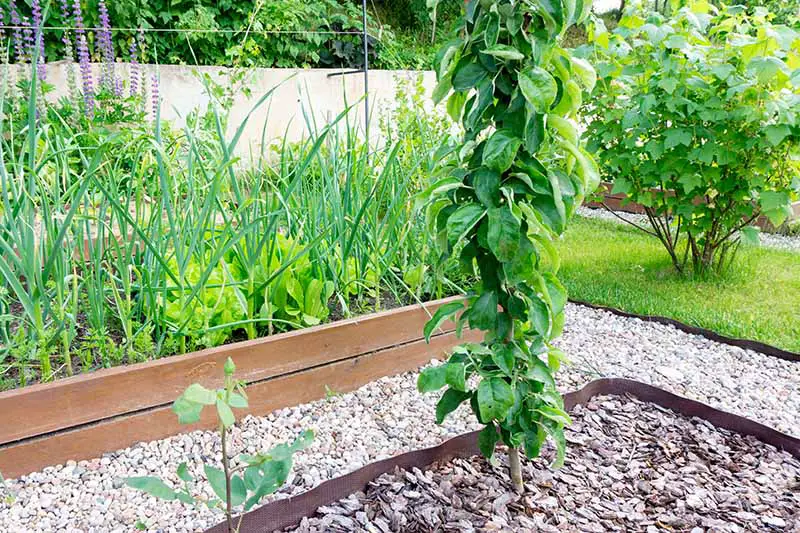 Una imagen horizontal de una línea de lechos de jardín elevados que cultivan verduras y un árbol frutal en forma de columna, rodeados de caminos de grava.