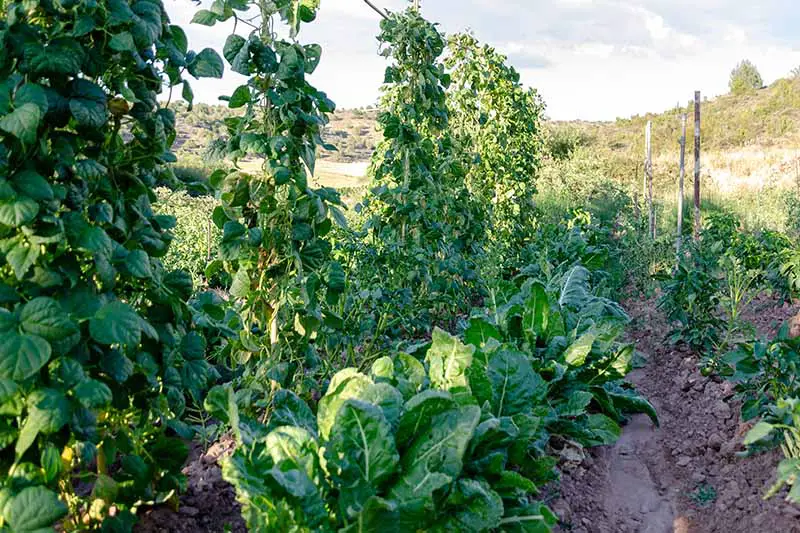 Una imagen horizontal de un huerto que cultiva acelgas, frijoles y una variedad de otras verduras, representada a la luz del sol con colinas en un enfoque suave en el fondo.