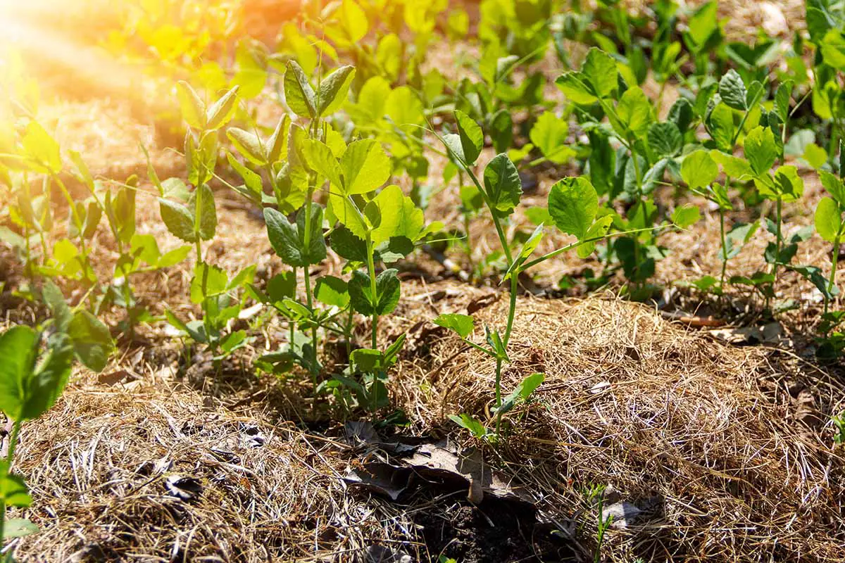 Una imagen horizontal de plantas de guisantes que crecen en hileras en el jardín fotografiado bajo el sol de la tarde.