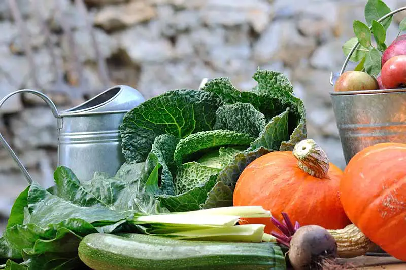 Una cosecha fresca de verduras de otoño.  Repollo, calabacín, acelgas, una remolacha, dos calabazas naranjas, con un cubo de metal lleno de manzanas detrás.  A la izquierda del marco hay una pequeña regadera de metal.