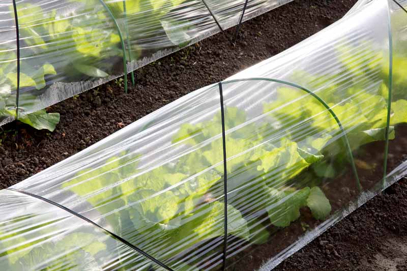 Las cubiertas de fila de plástico protegen las verduras de hoja.