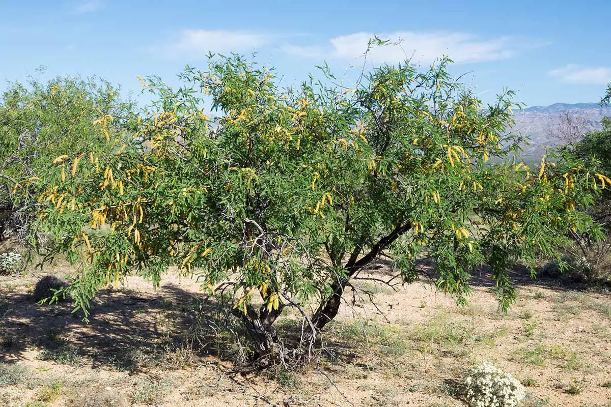 Una imagen horizontal de un árbol de mezquite de terciopelo que crece en un paisaje desértico.