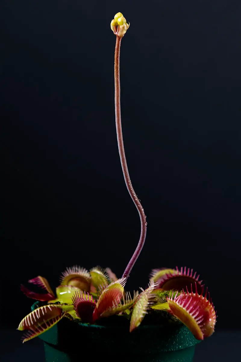 Una imagen vertical de cerca de una trampa para moscas de Venus que crece en una maceta pequeña que ha enviado un largo tallo de flores fotografiado sobre un fondo oscuro.