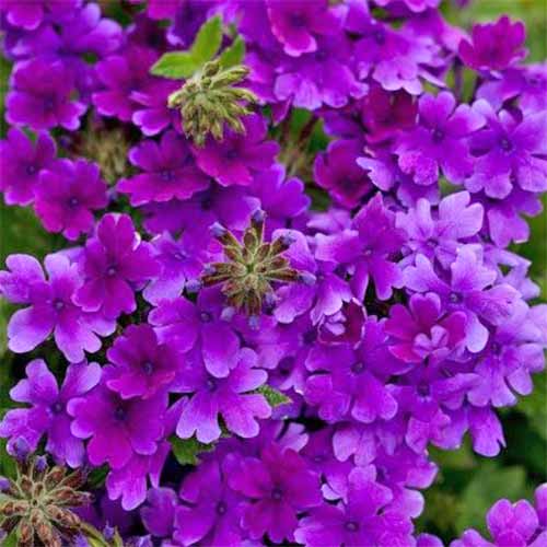 Una imagen cuadrada de primer plano de muchas flores pequeñas de verbena púrpura 'Superbena Dark Blue'.