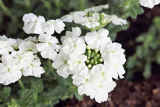 Flores blancas de verbena de jardín que crecen en varios racimos en una planta con hojas verdes, plantadas en suelo marrón cubierto con mantillo.