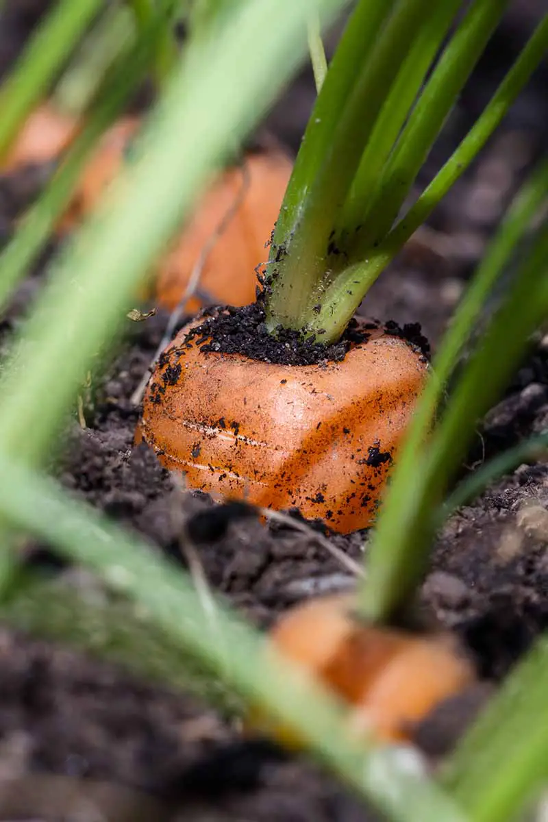 Una imagen vertical de un primer plano de una planta de zanahoria con la parte superior de la raíz asomando a través del suelo.  La raíz anaranjada contrasta con el follaje verde y la tierra oscura.  El fondo es un enfoque suave.