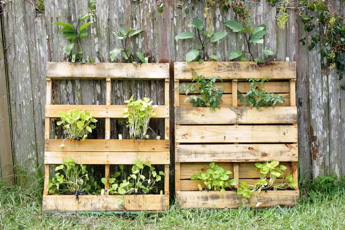 Jardinería vertical con tarimas de madera, adosadas a una valla.
