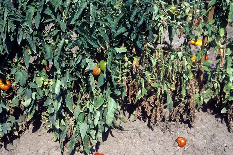 Una imagen horizontal de cerca de las plantas de tomate que crecen en el jardín que sufren de marchitez por Verticillium.