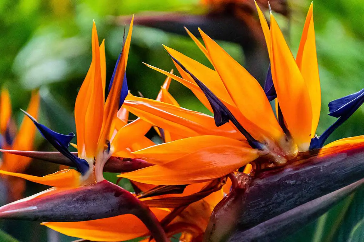Una imagen horizontal de primer plano de flores de aves del paraíso de colores brillantes representadas en un fondo de enfoque suave.